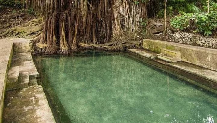 Old Enchanted Balete Tree